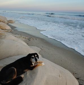 Meet your Posher, Renee